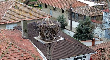 Leylekler Leyla ile Mecnun, Tekirdağ'daki yuvalarına geldi