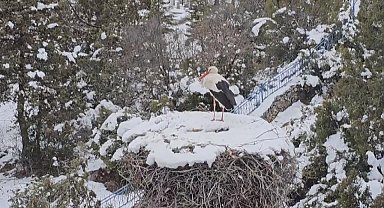 Leylekler Vadisi'nin konuklarına yiyecek bırakıldı