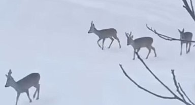 Mahalle yakınlarında yiyecek arayan karacalar görüntülendi