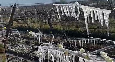 Manisa'da üzüm bağlarını don vurdu