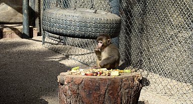 Maymun 'Fıstık', yeni ailesine kabul edildi