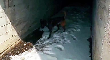 Menfeze gizlenen uyuşturucuyu 'Kayzer' buldu