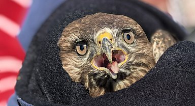 Mevsimlik işçilerin bulduğu yaralı şahin, tedaviye alındı