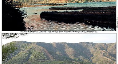 Muğla'da 2 bin hektara alana dikilen fidanlar ağaç oldu