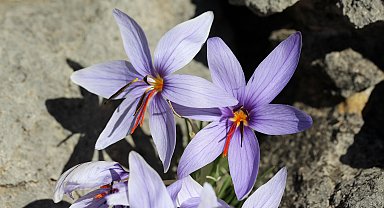 Olimpos safranı biyokaçakçıların hedefinde