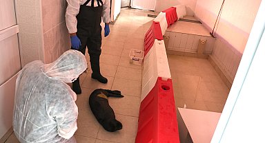 Ölmek üzereyken bulunan yavru Akdeniz foku, Eskişehir'de hayata tutundu