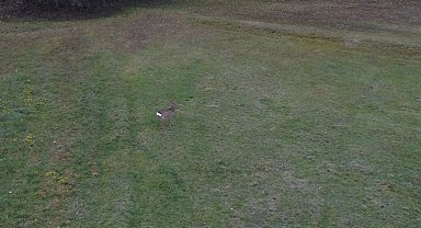 Ormandan inen karaca dron ile görüntülendi