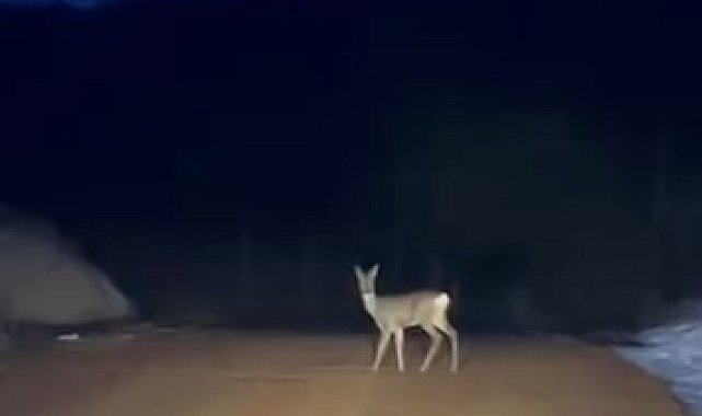 Ormandan yola inen karaca su içerken görüntülendi