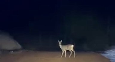 Ormandan yola inen karaca su içerken görüntülendi