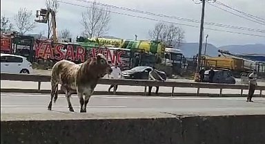 Sahibinin elinden kaçan boğa, trafiği birbirine kattı
