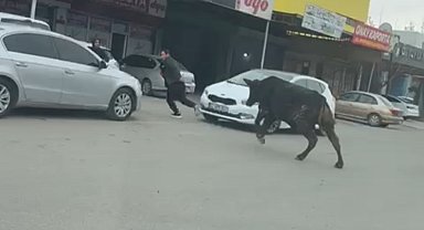 Sanayi sitesine giren boğa, esnafı kovaladı