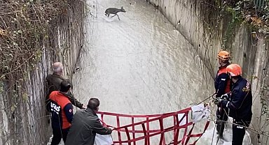 Su kanalında mahsur kalan karaca kurtarıldı