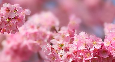 Tokyo'da kiraz çiçekleri açmaya başladı