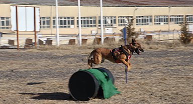 TSK'nın arama kurtarma köpekleri