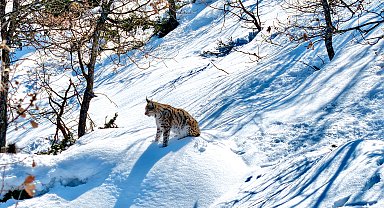 Tunceli'de 'Ormanın hayaleti' olarak bilinen vaşak, havadan görüntülendi