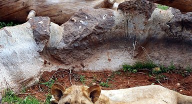 Türkiye'nin en büyük hayvanat bahçesinde bayram hazırlıkları