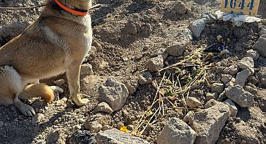 Yangında ölen hayvanseverin köpekleri sahiplendirildi