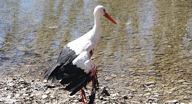 Yaralı bulunan leylek, tedaviye alındı