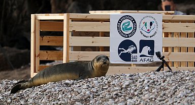 Yavru Akdeniz foku, 101 gün sonra denizle buluşturuldu