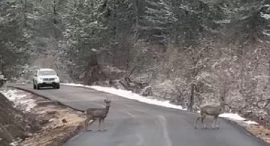 Yola inen 2 karacayı orman ekipleri görüntüledi