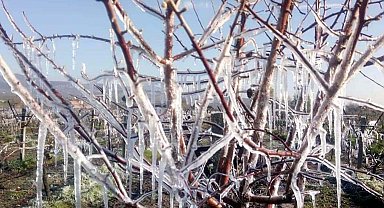 Zirai don, üzüm bağlarını etkiledi