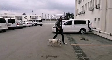 10 bin avro değerindeki köpeği çalan şüpheli tutuklandı