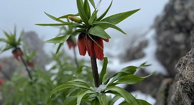 7 kilometre yürüyüp çıktığı yaylada kar altındaki ters laleleri görüntüledi