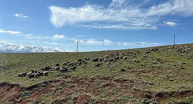 70 bin TL maaşla çoban bulamayan köylüler, sırayla hayvanları otlatıyor