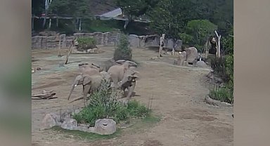 ABD'de filler, deprem sırasında 'uyarı çemberi' oluşturdu