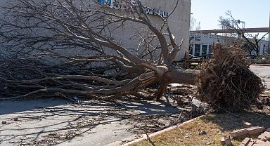 ABD'de fırtına: 3 ölü