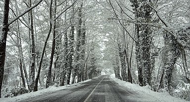 Ağaç tünel yolda beyaz güzellik