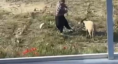 Antalya- Koyuna kalın iple vurup, defalarca tekmeledi Video eklendi