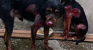 Araç arkasında sürüklenen 2 köpek, aylar sürecek tedaviye alındı