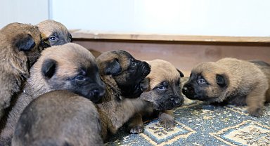 Arama kurtarma köpekleri, 'Duman' ve 'Ateş'in 6 kahramanı dünyaya geldi