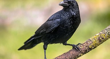 Araştırma: Kargalar geometrik şekilleri ayırt edebiliyor