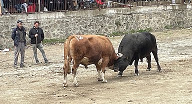 Artvin'de boğa güreşi heyecanı