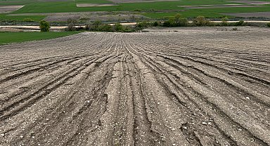 Ayçiçeği sel ve doludan zarar gören üretici, yeniden ekim yapacak