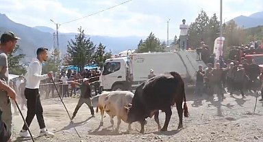Boğaların güreşi arenanın dışına taştı, izleyiciler tedirginlik yaşadı