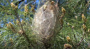 Çam kese böcekleri ile biyolojik mücadele