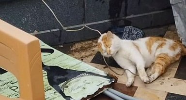 Cami avlusunda iple boğulmuş kedi bulundu