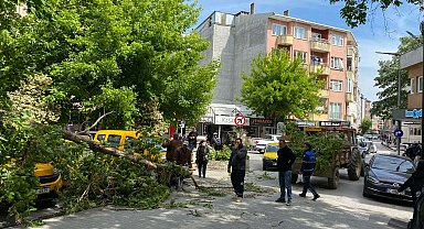 Çanakkale'de kırılan ağaç dalı, 3 otomobile zarar verdi
