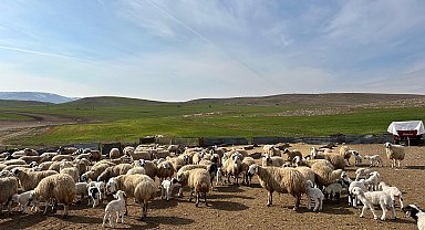Çemişgezek'te 'şap' karantinası