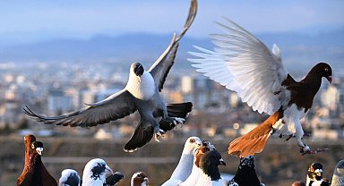 Dedesinin hobisiydi; evinin çatısında 300 güvercine bakıyor