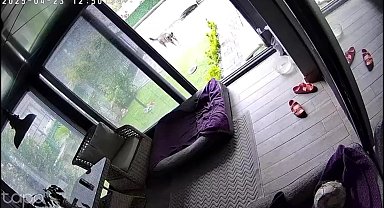 Deprem anında köpeklerin kaçışması kamerada