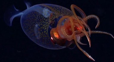 Dev kalamar ilk kez canlı olarak görüntülendi