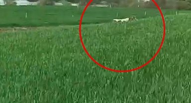 Diyarbakır'da, 8 aydır yakalanamayan dananın kaçtığı anlar kamerada