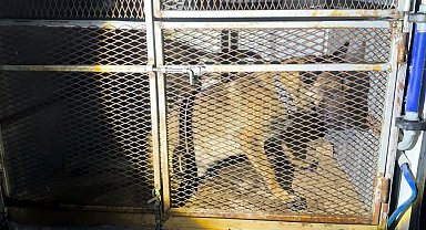 Durdurulan araçlardaki köpeklerin altından uyuşturucu çıktı