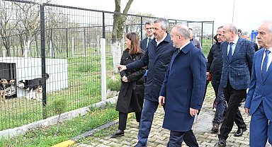 Edirne'de sokak hayvanları için 72 dönümlük 'doğal yaşam alanı' oluşturuluyor