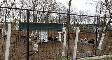 Edirne'de sokak hayvanlarına 'doğal yaşam alanı' için 11 milyon liralık yatırım