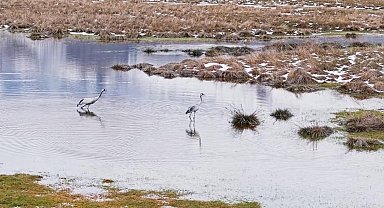 Ekşisu Sazlığı'nda turnalar, yavrularıyla görüntülendi